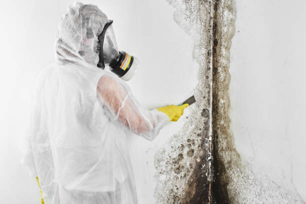 Best Local Mold Removal Service  in Kiefer, OK