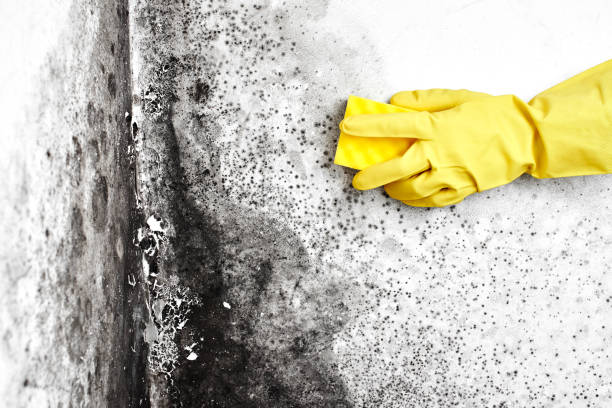 Best Mold Removal Company Near Me  in Kiefer, OK