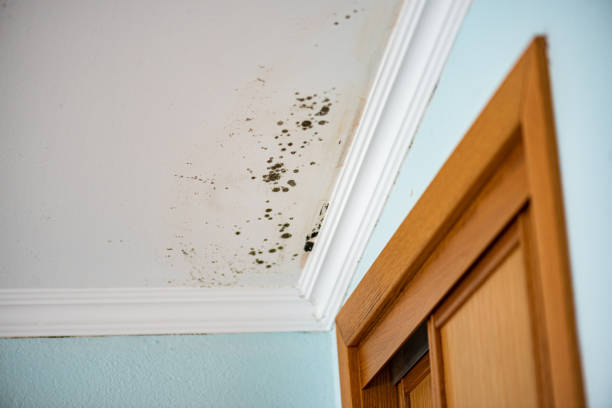 Best Fast Mold Removal  in Kiefer, OK