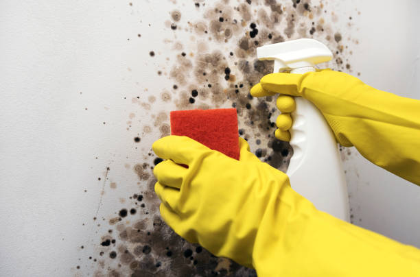 Best Best Mold Removal Companies  in Kiefer, OK