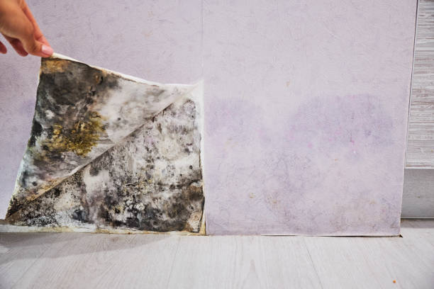 Best Affordable Mold Removal  in Kiefer, OK
